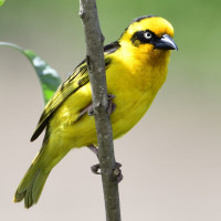 Baglafecht Weaver